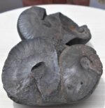 Double Sudarshan Chakra Shaligram