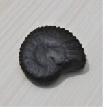 Navi Sudarshan Chakra Shaligram