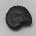 Navi Sudarshan Chakra Shaligram
