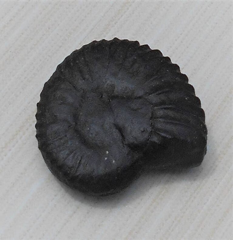 Navi Sudarshan Chakra Shaligram