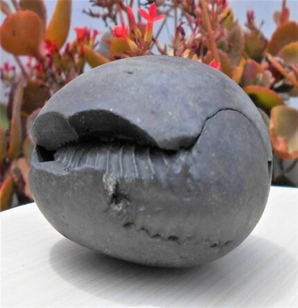 Open Sudarshan Chakra Fossilized Stone