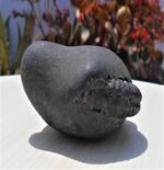 Sudarshan Chakra Laxmi Narayan Ammonite