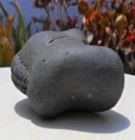 Sudarshan Chakra Laxmi Narayan Fossilized Stone