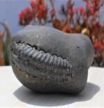 Sudarshan Chakra Laxmi Narayan Shila