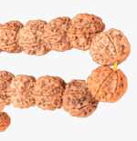 6 Mukhi Rudraksha