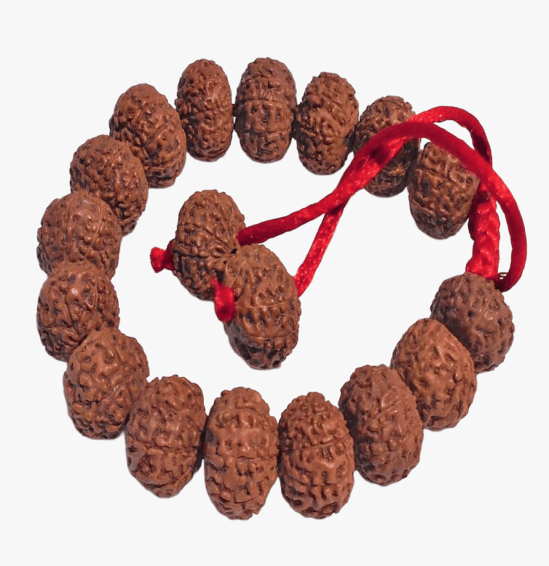 7-Mukhi-Rudraksha-Bracelet 7 Mukhi Rudraksha Bracelet