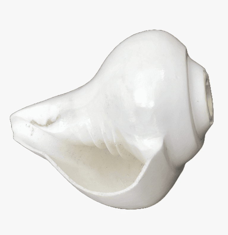 Conch shell back view