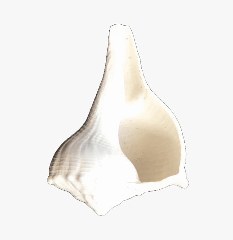 Dakshinavarti Shankh