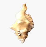 Ganesh Conch Shell