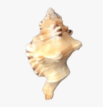 Ganesh Shankh Conch Shell