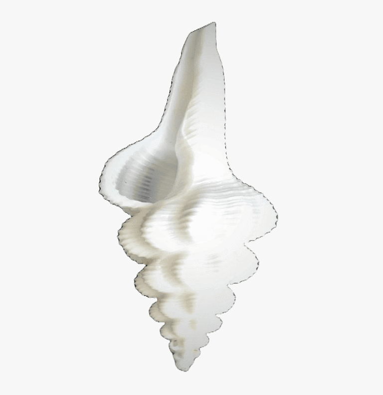 Gauri Shankar Conch Shell