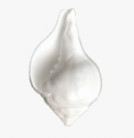 Left Handed Conch Shell