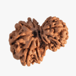 Rare Rudraksha