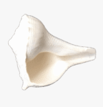 Right Hand Conch Shell