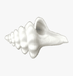 Vamavarti Gauri Shankar Conch