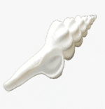 Vamavarti Gauri Shankar Conch Shell