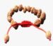 Types of Rudraksha and Their Spiritual Significance