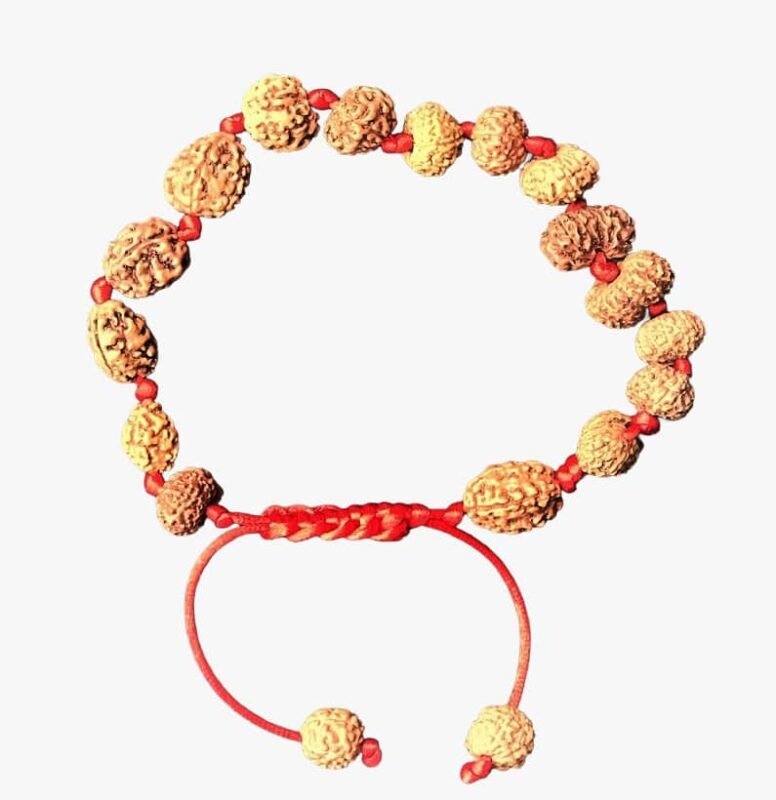 Types of Rudraksha in Siddha Rudraksha Bracelet
