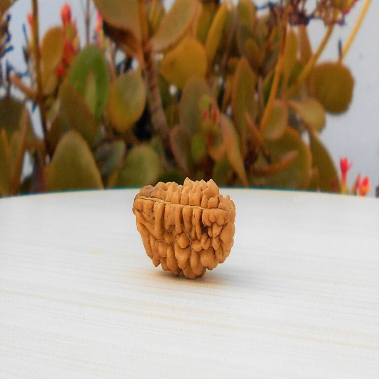 Ek Mukhi Rudraksha Small Size