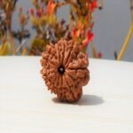 Nepali 11 Mukhi Rudraksha