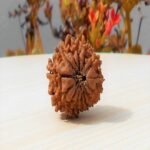 14 Mukhi Rudraksha Direct from Nepal