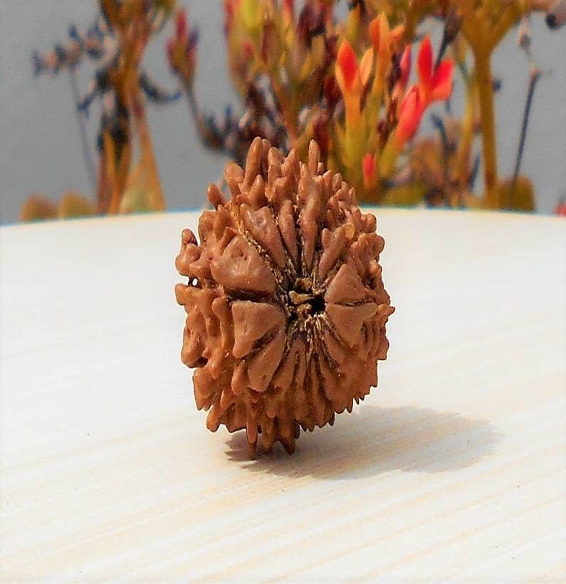 14 Mukhi Rudraksha Direct from Nepal