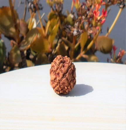 Nepali 4 Mukhi Rudraksha