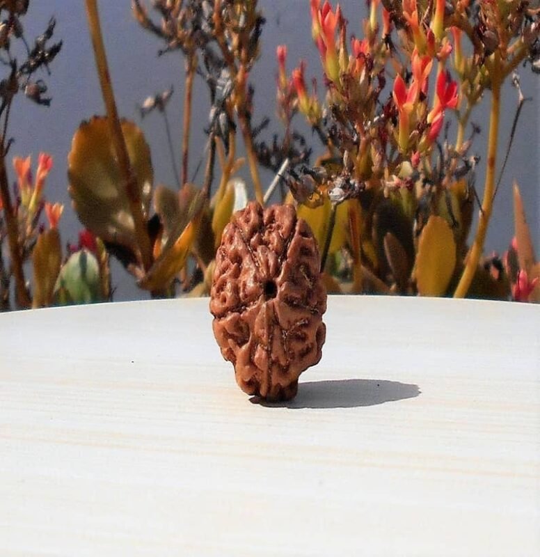 Nepali 5 Mukhi Rudraksha
