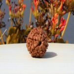 8 Mukhi Rudraksha Nepali