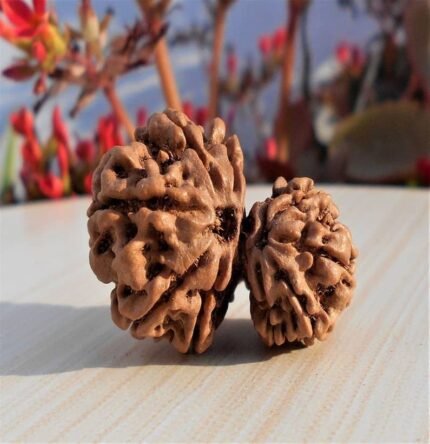 Garbh Gauri Rudraksha