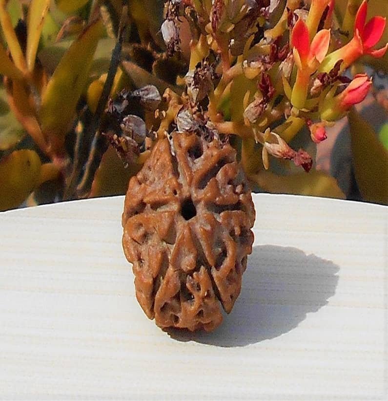 Nepali 6 Mukhi Rudraksha